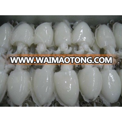 High Quality Whole Cleaned Frozen Cuttlefish