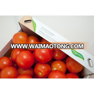 Best Quality Fresh Tomato from South Africa